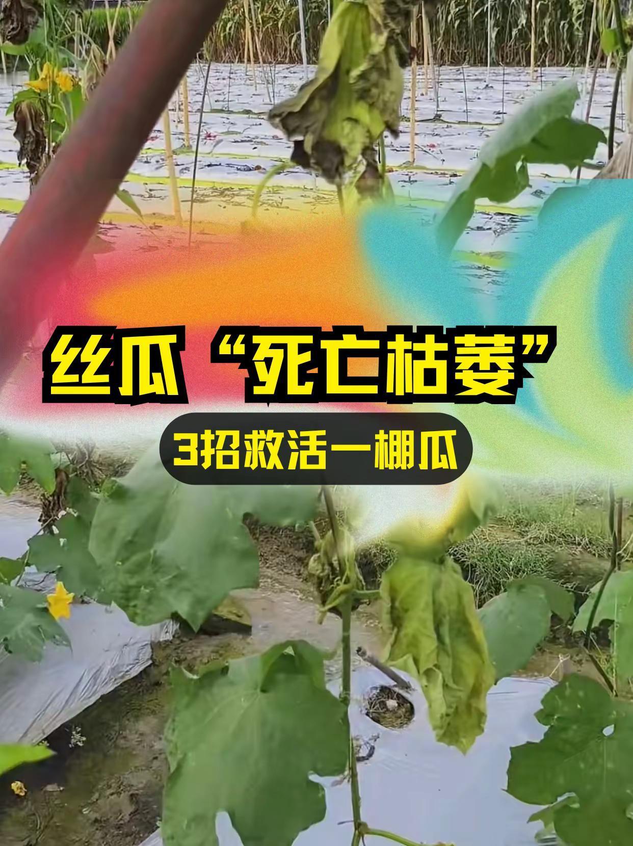 丝瓜死亡枯萎，3招救活一棚瓜！。丝瓜种植 枯萎