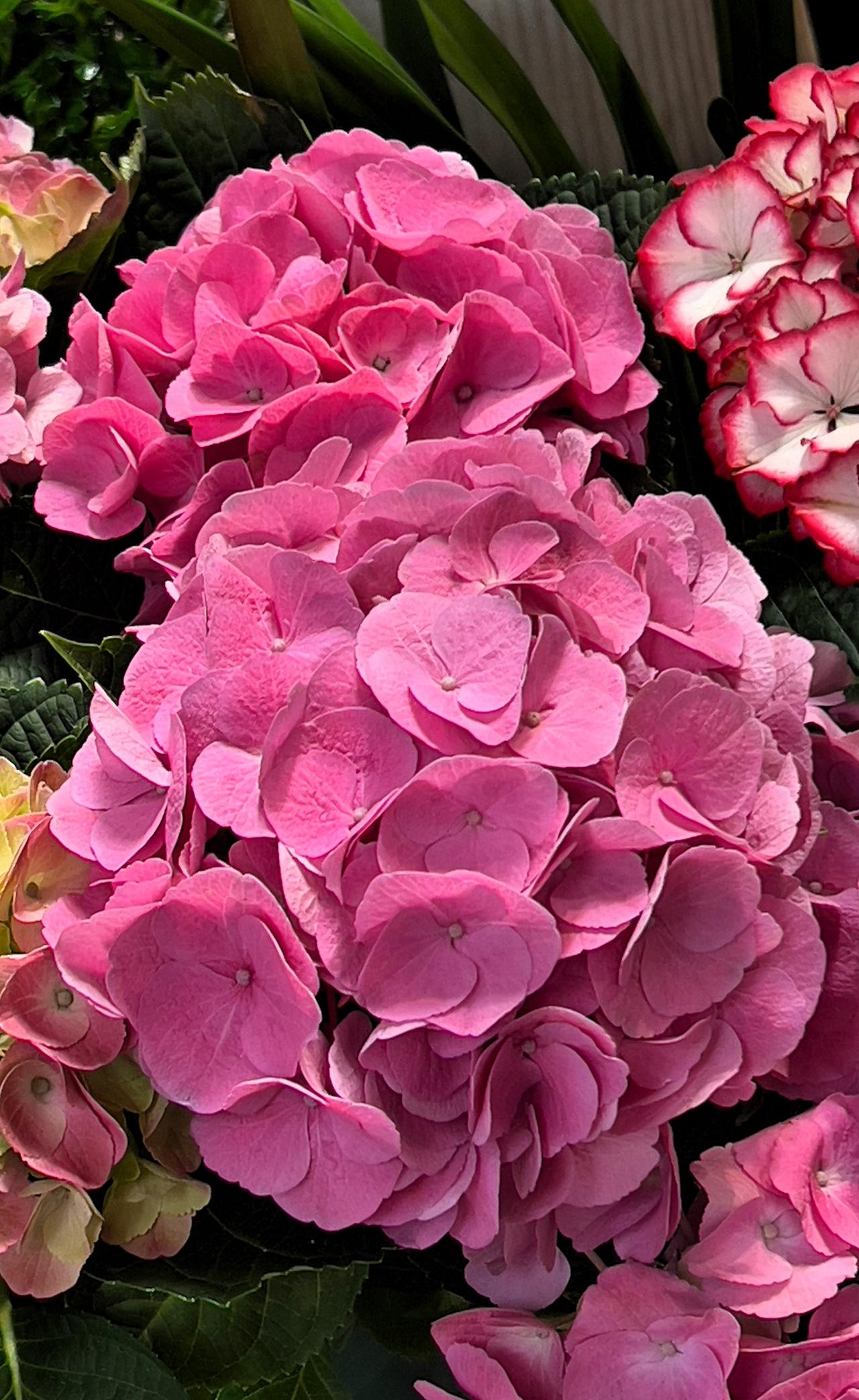 春日赏花：粉嫩欲滴的绣球花，绽放出春天的气息！🌸💕