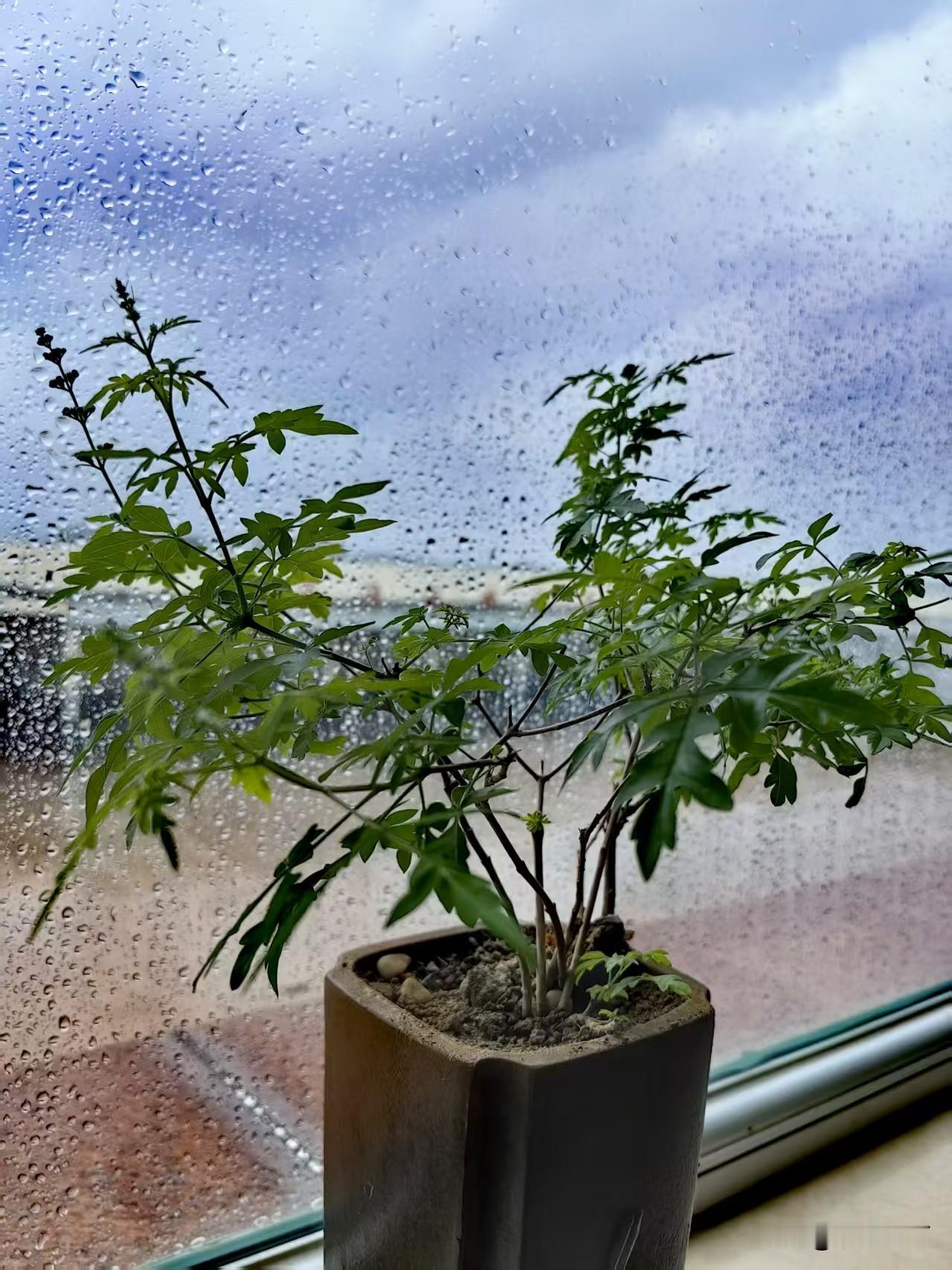 我姐，被家里1米85的“神兽”愁坏了，觉得人生没希望了。

这神兽是我姐的儿子，