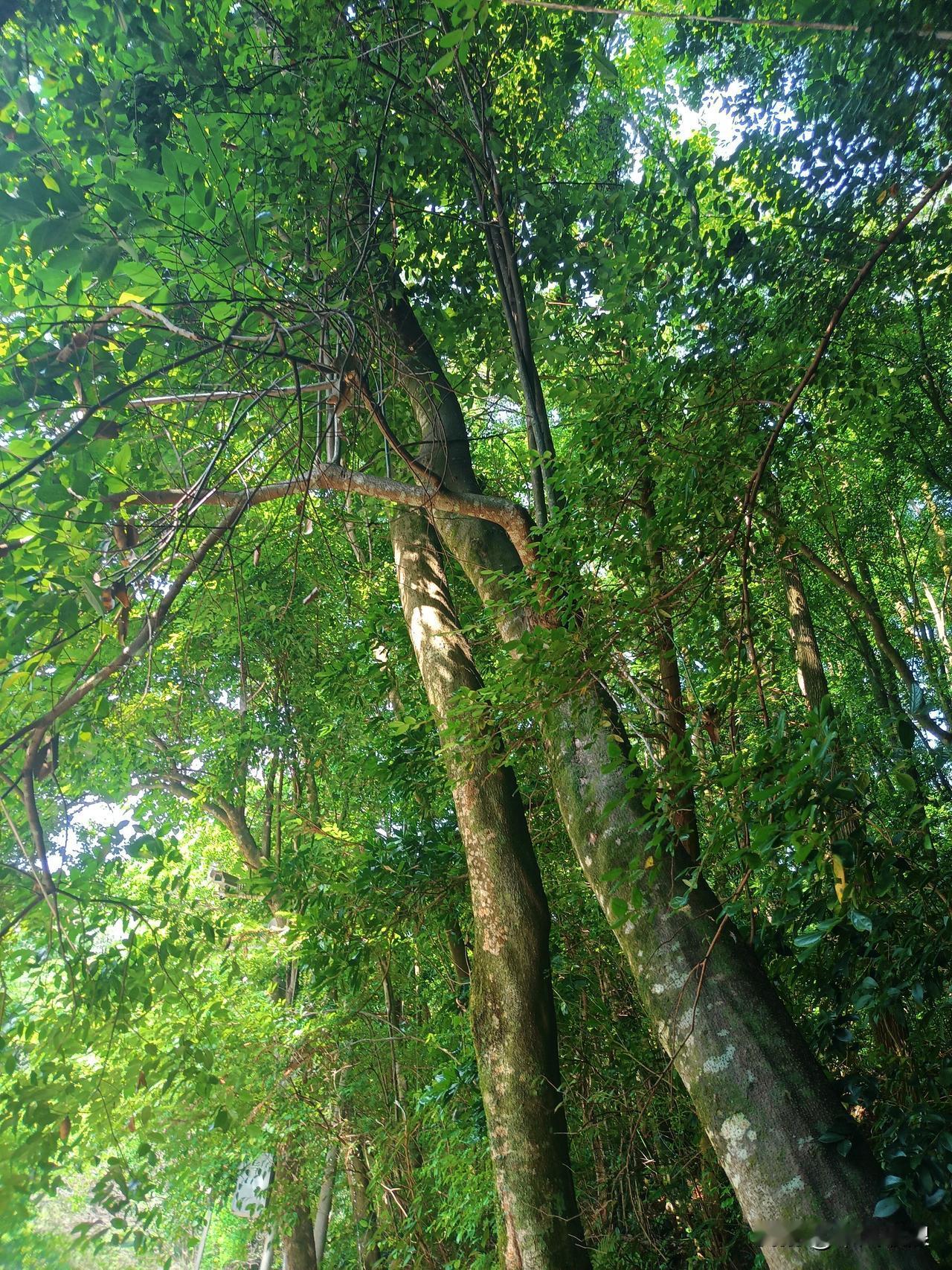 古树撑天，走进山林，遮阴敝日，是个理想辟暑之地。