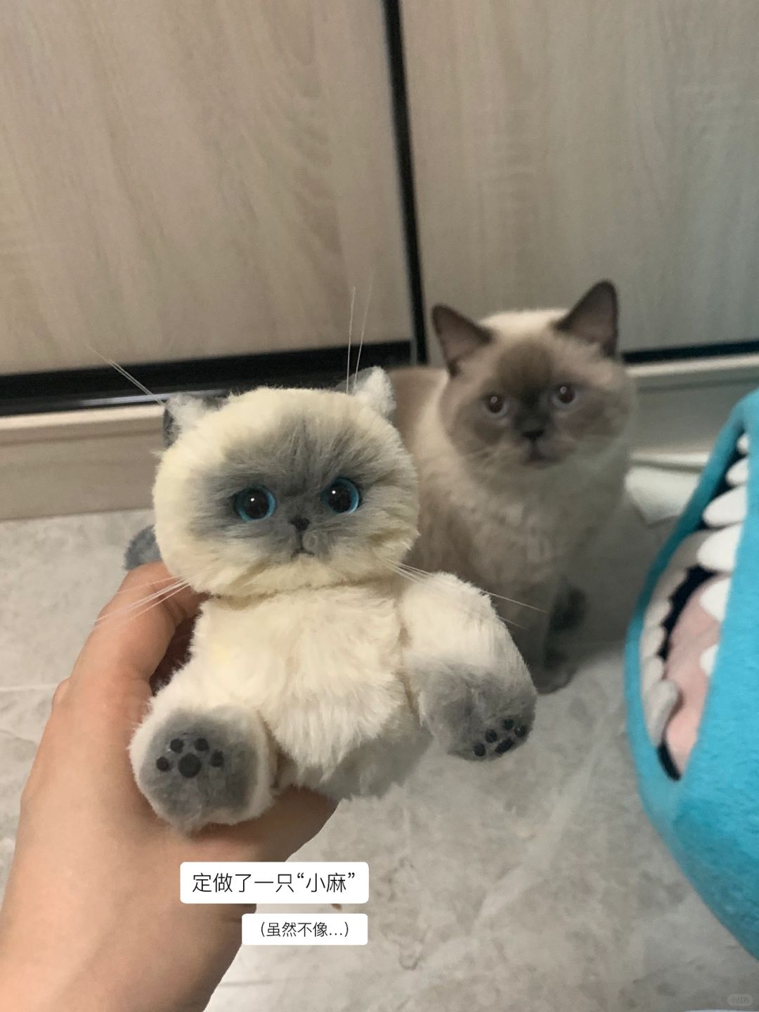 一些日常ॱଳ͘ plog