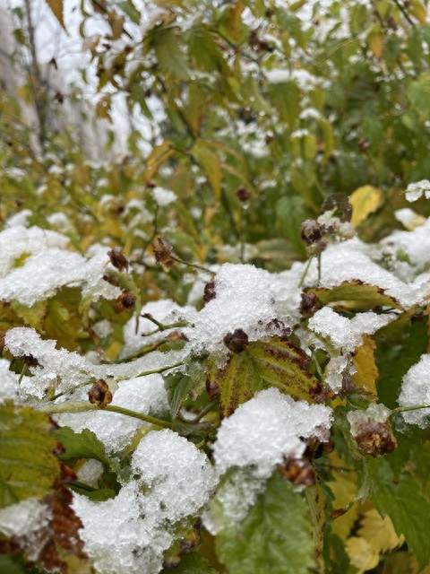 冬天雨雪看十九！今日八月十九，今年冬天会多雪还是偏干旱？