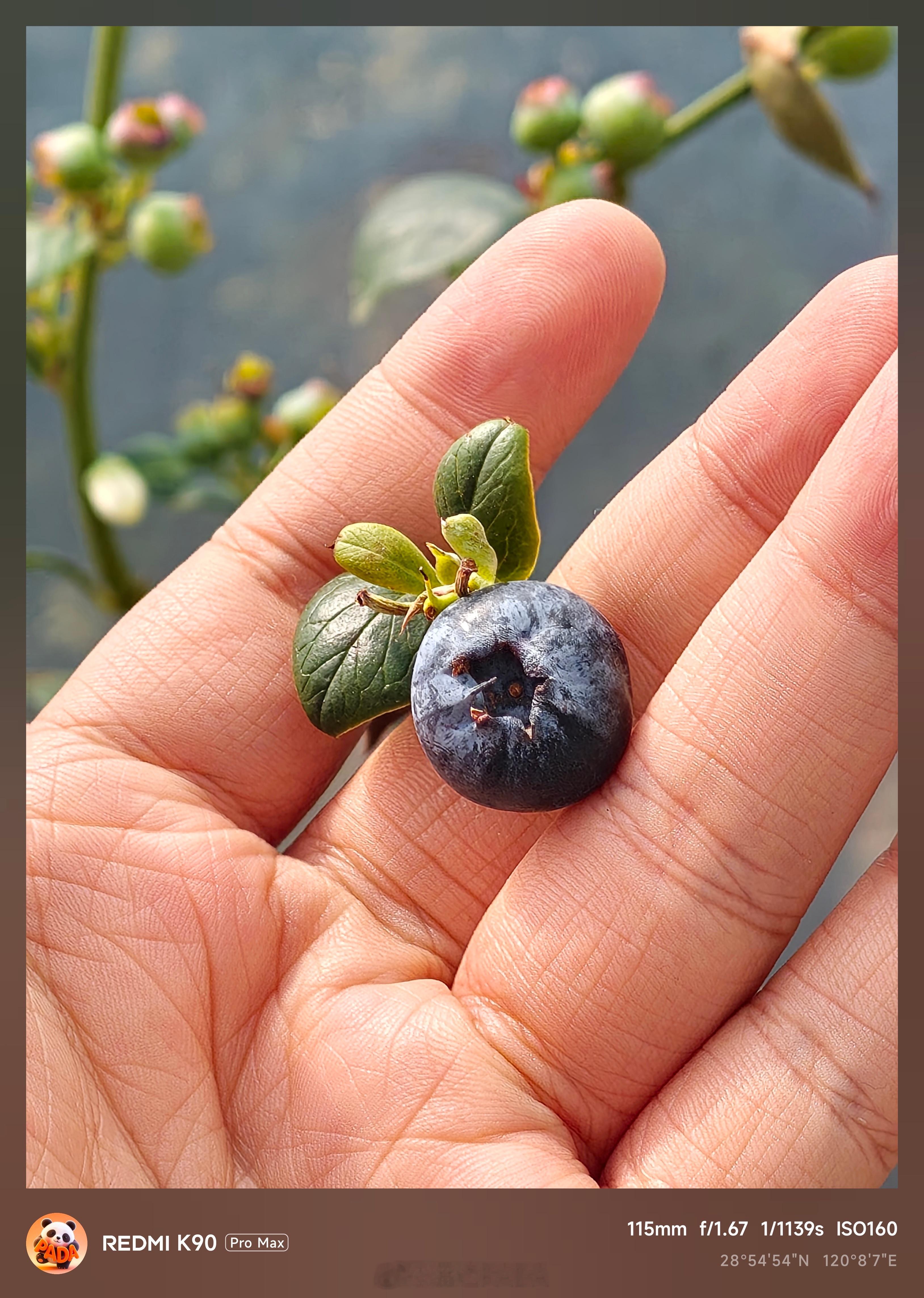 之前买的蓝莓果果，熟了，感觉可以吃了黑不溜秋的，树上熟一定很甜