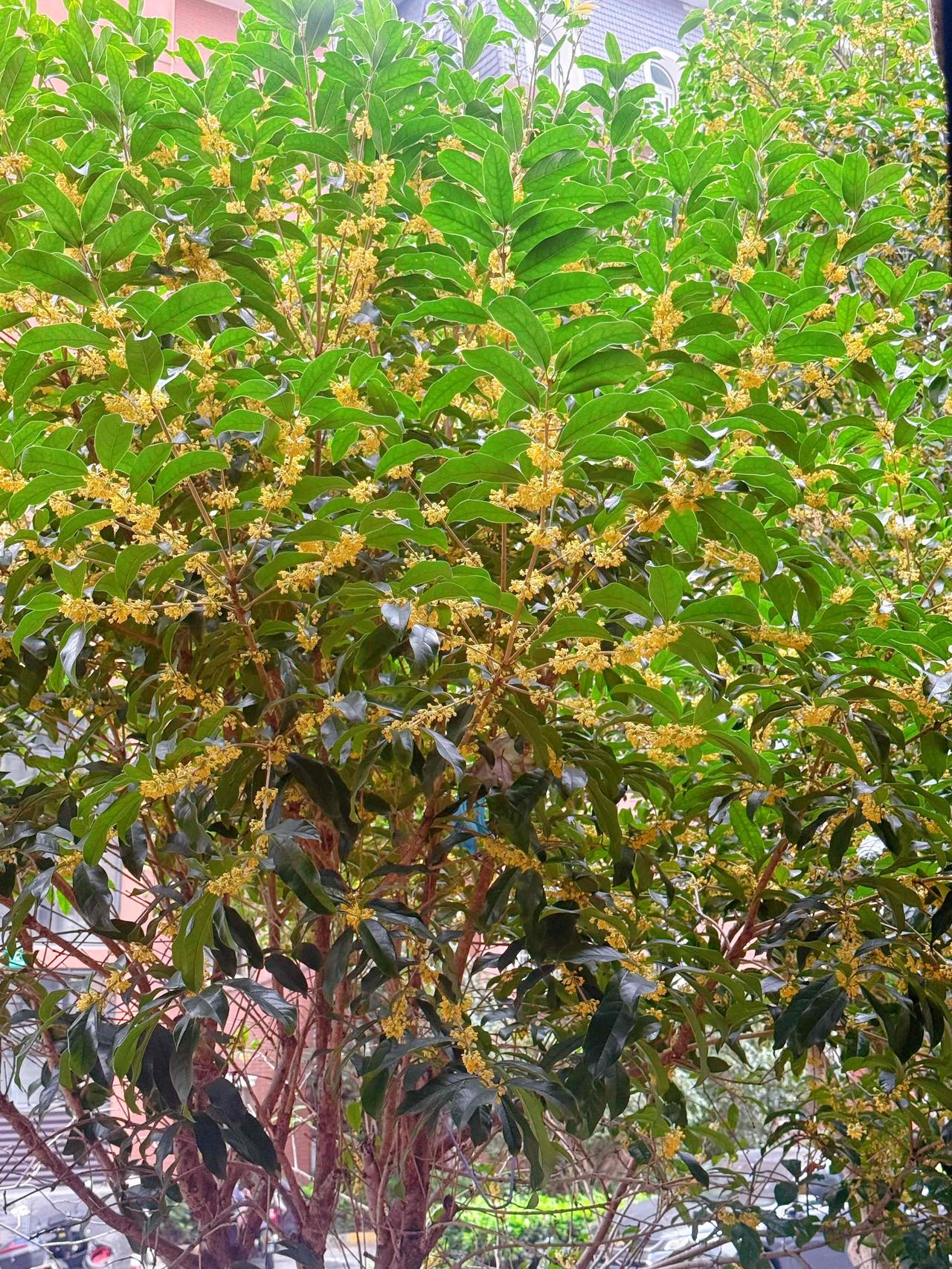我的日常生活，碎碎念
国庆过后儿子天天加班，还没和他照过面。
今天带了水果点心送