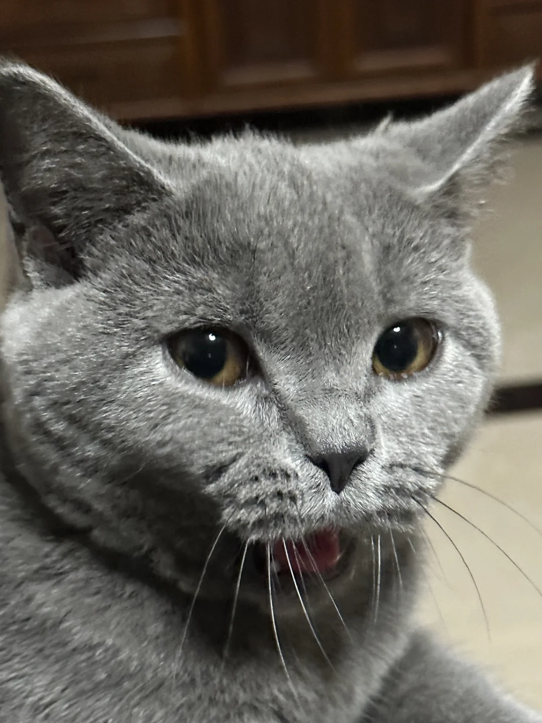 给五个月大的蓝猫妹妹 征求男友 坐标广州