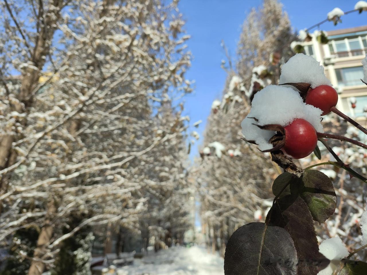 小区里的雪景，冬天就应该是这个样子！[呲牙]
 #小区内雪景如画# #小区赏雪景