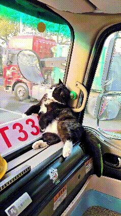 乖乖嘞，人家开车跑车辛苦奔波，俺家这胖猫跟着货车到处溜达，纯属带薪旅游享福嘞！