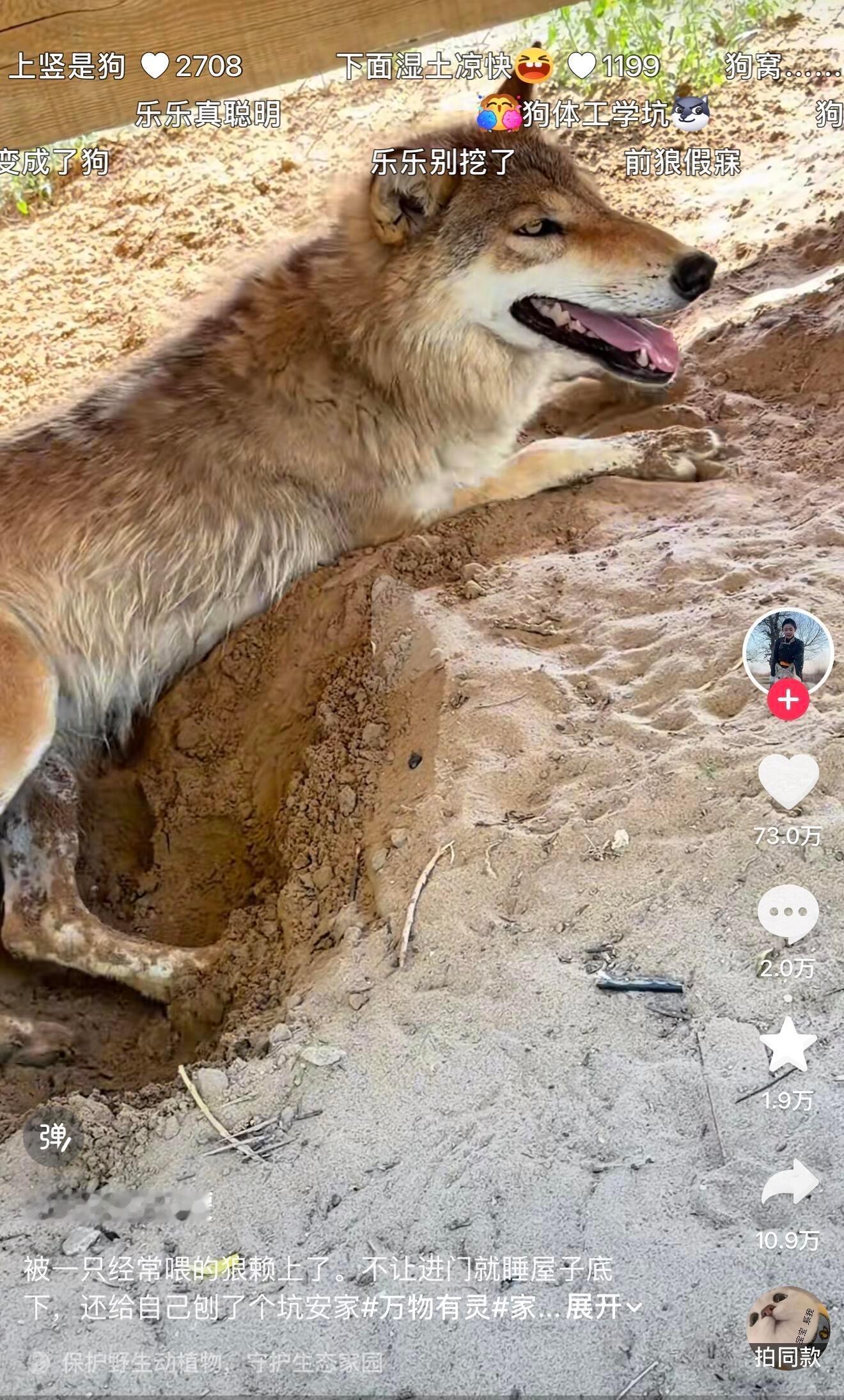 🐺变成🐶真的很容易