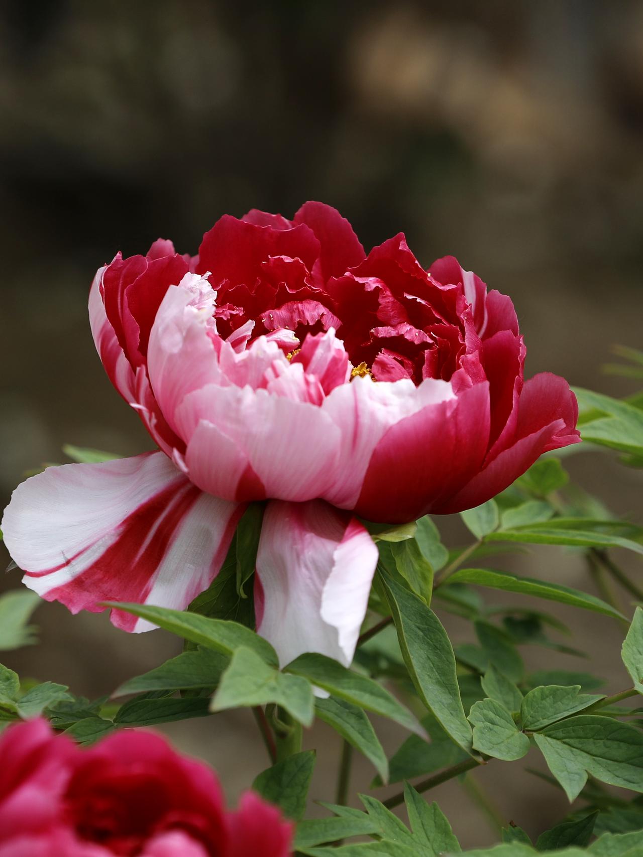 牡丹——国色天香
（原创）