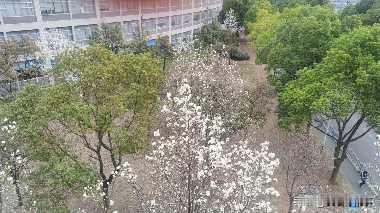 玉兰花开的时候，真的很惊艳。它是早春的使者，带着希望和美好。
玉兰树开花不像别的