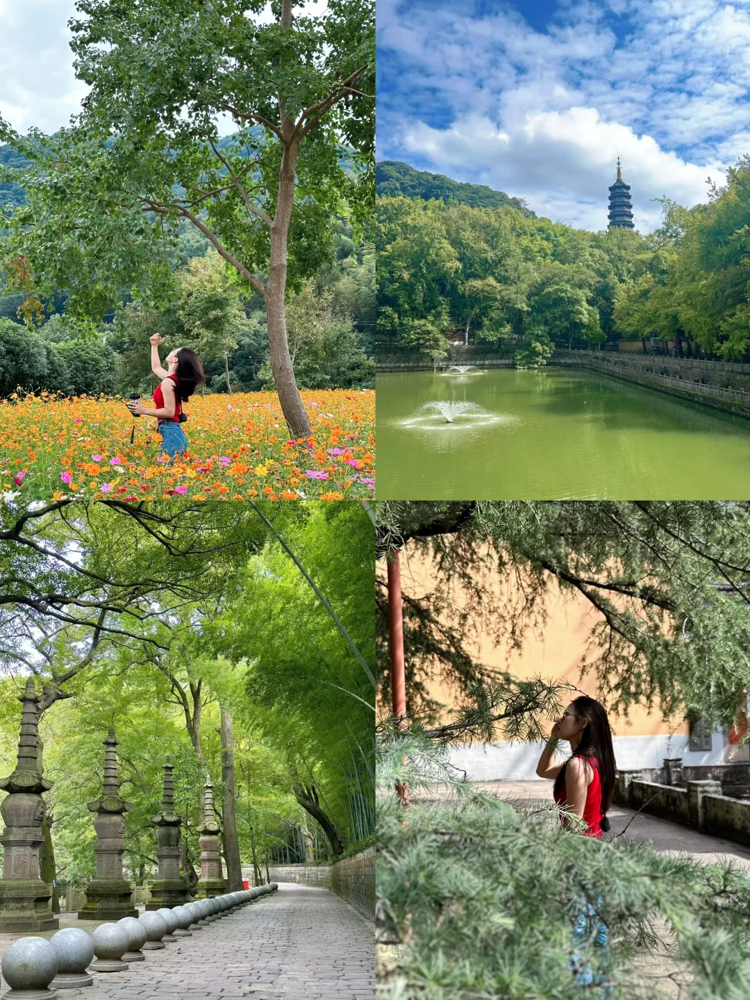🌼花开时节太美了吧｜宁波天童