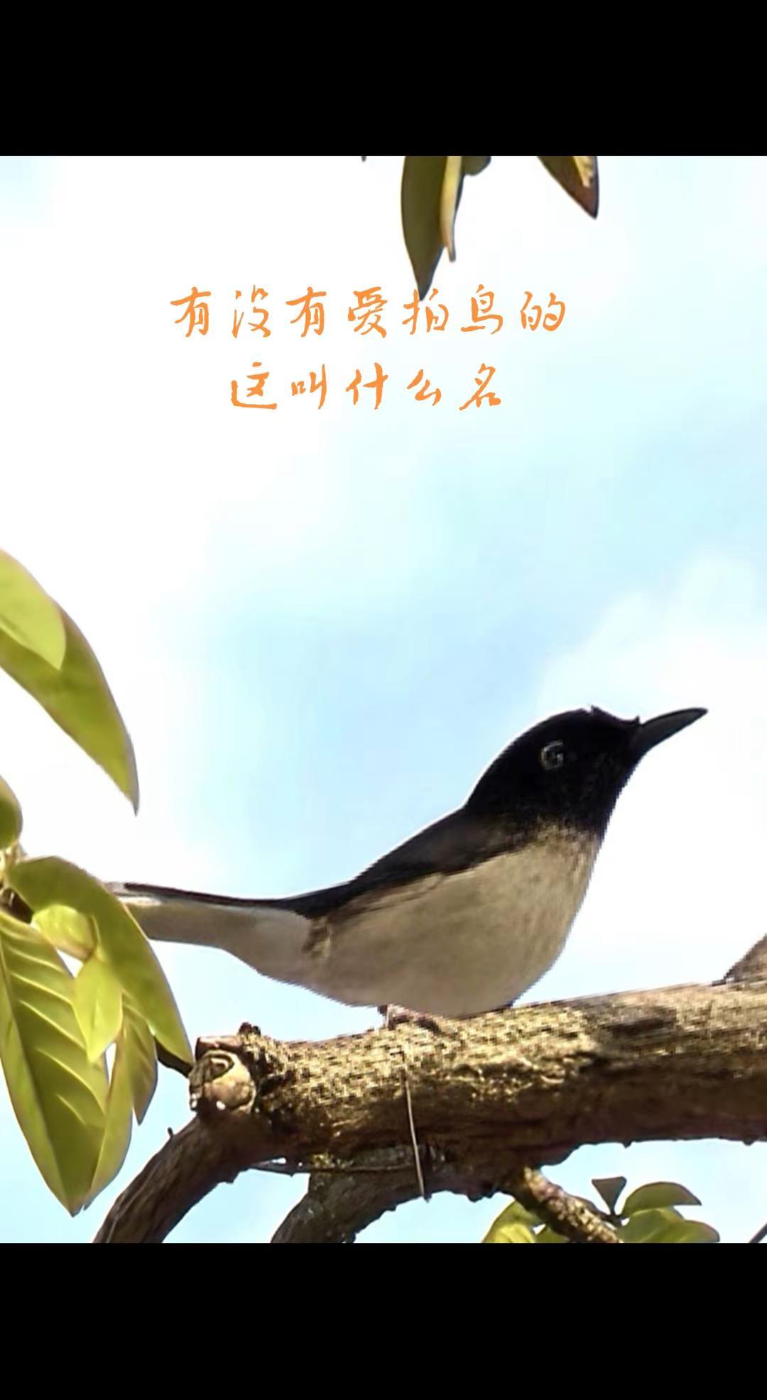 谁能叫出它的名字