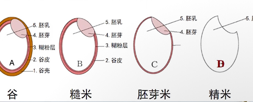 大米为啥都缺一个角  我们常吃的大米是由糙米加工成的精米。加工过程中要将米皮除去
