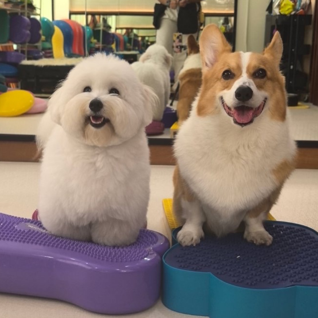【文案翻译】如果天堂里没有狗狗，那我死后，宁愿去它们去的地方。” 🐶