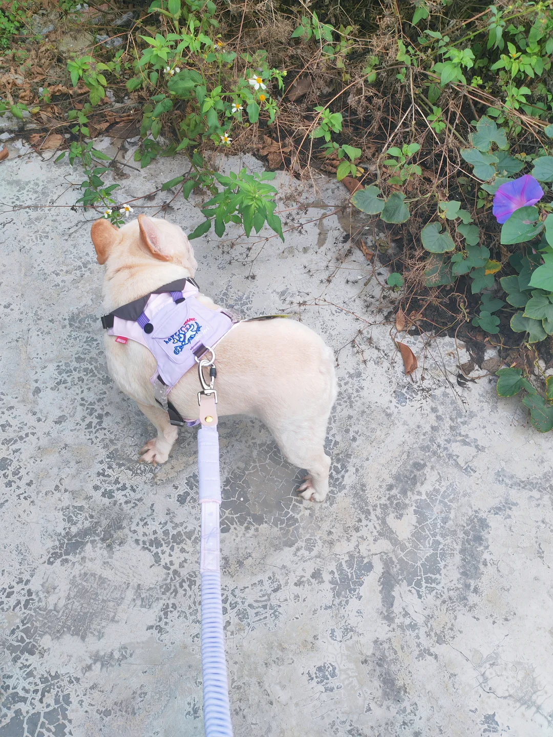 遛弯日常💗 可爱犯规