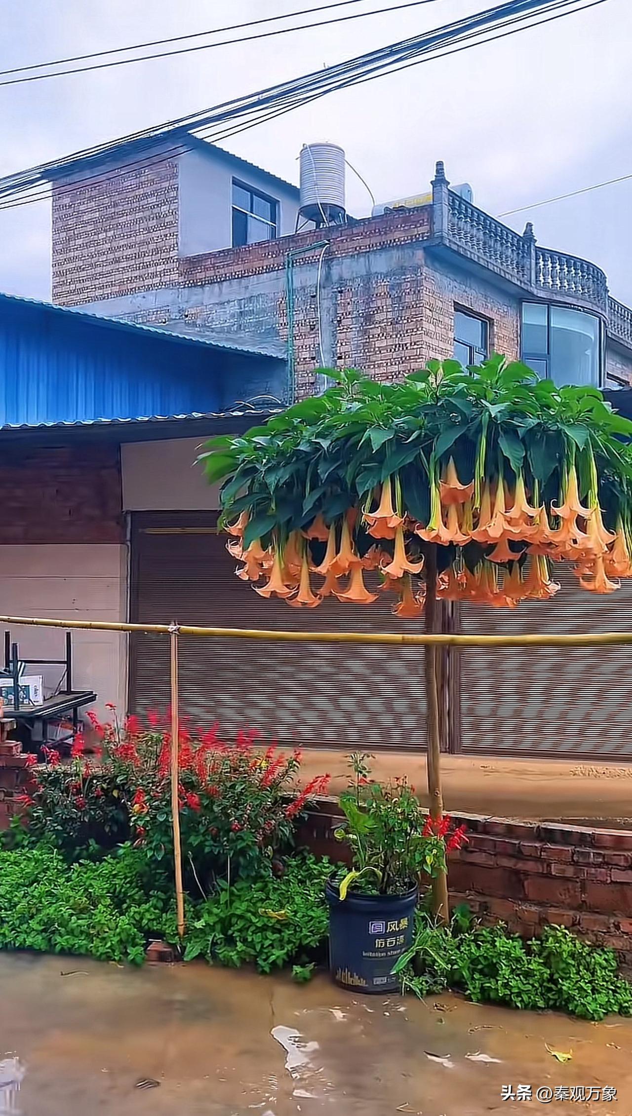 院中的曼陀罗