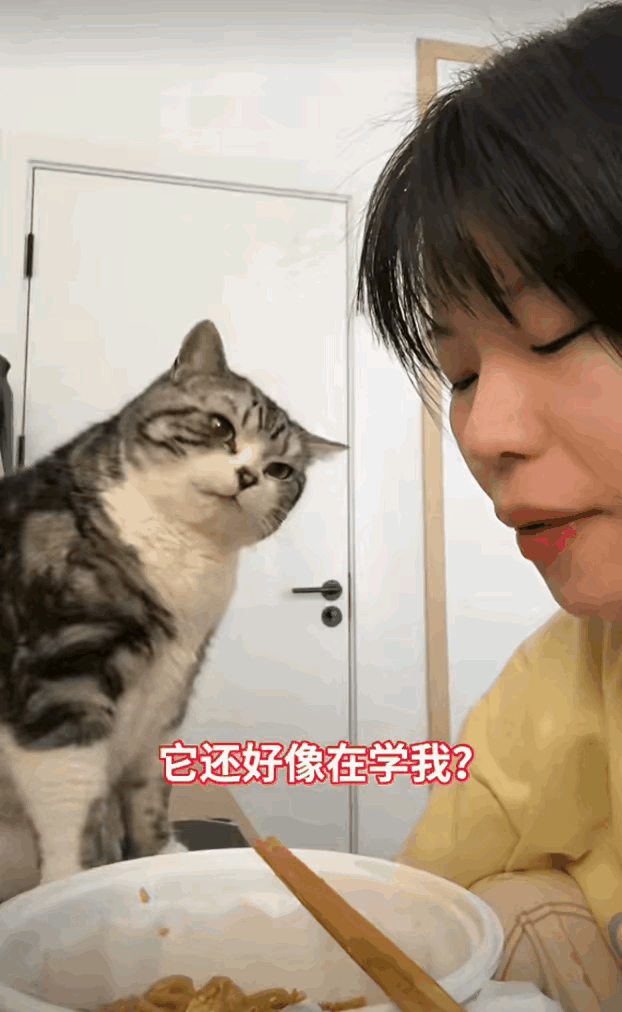 这样的猫咪成精了