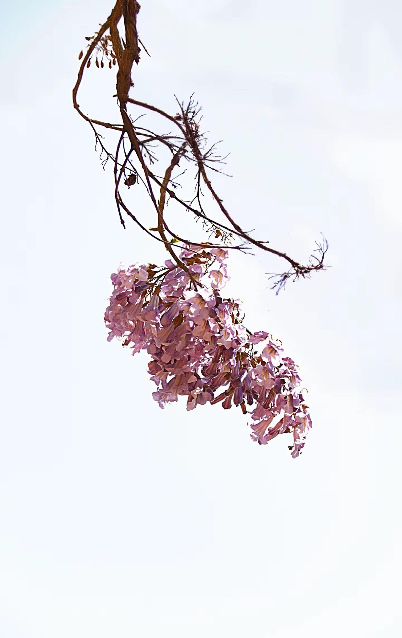 花枝图。唯美花枝 枯枝藏春 风起枝摇曳 枯枝意境