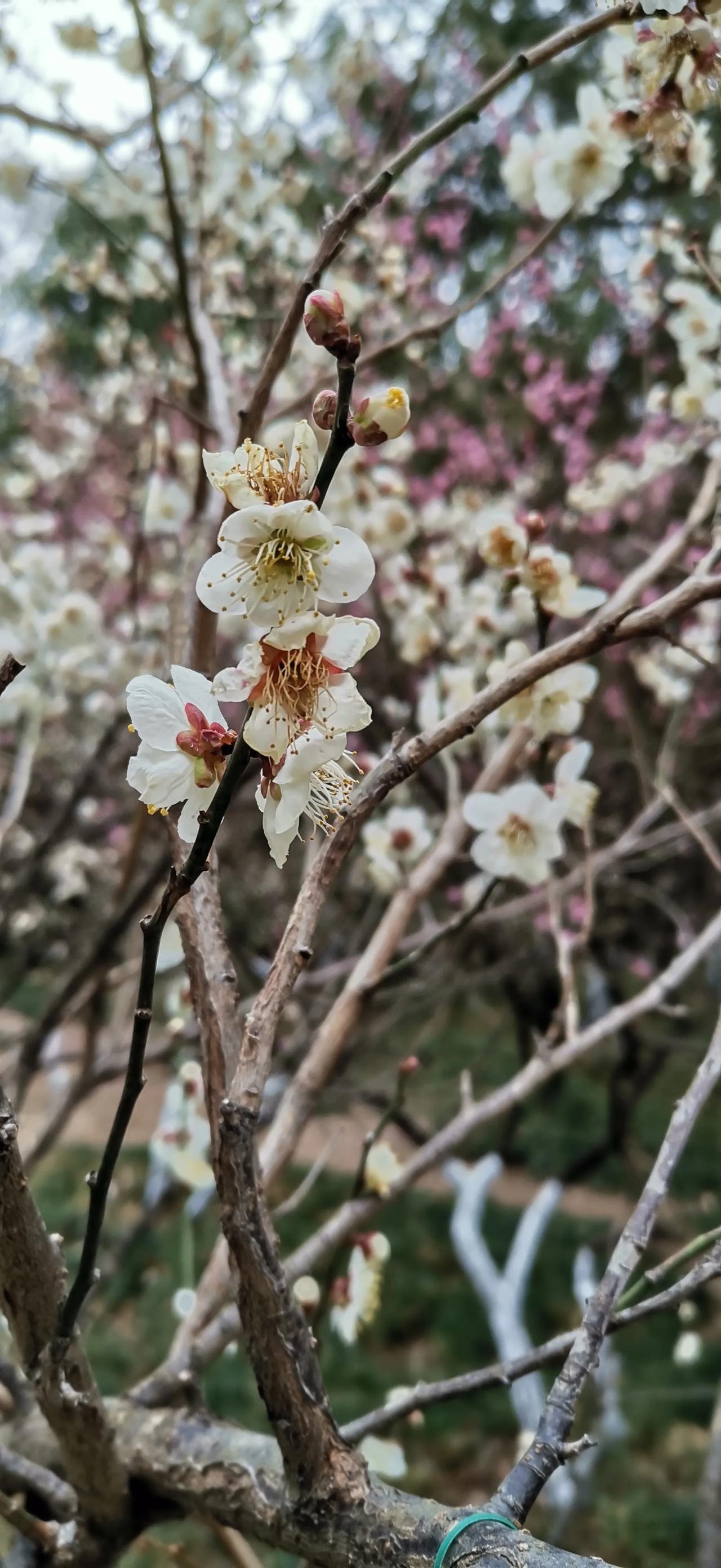 多彩大自然花朵