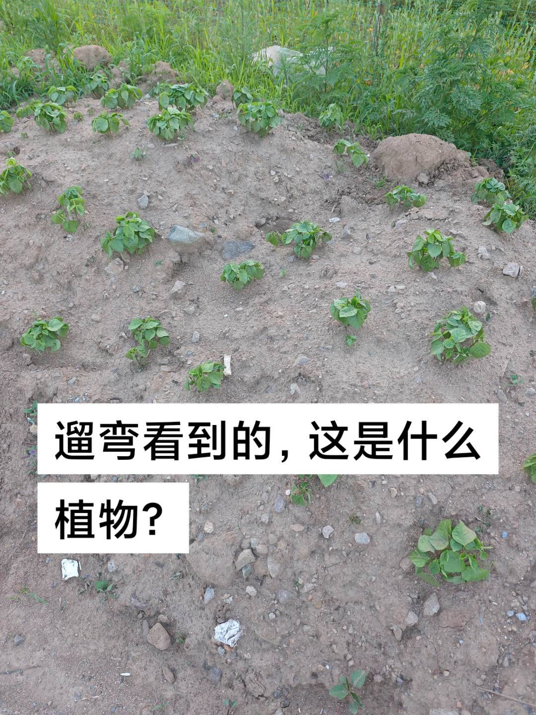 猜猜什么植物？