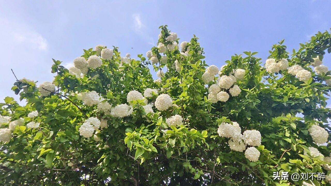 我家左右邻居都是有身份的人，上下班全都是车接车送。
左边住的是位女领导，座驾是帕