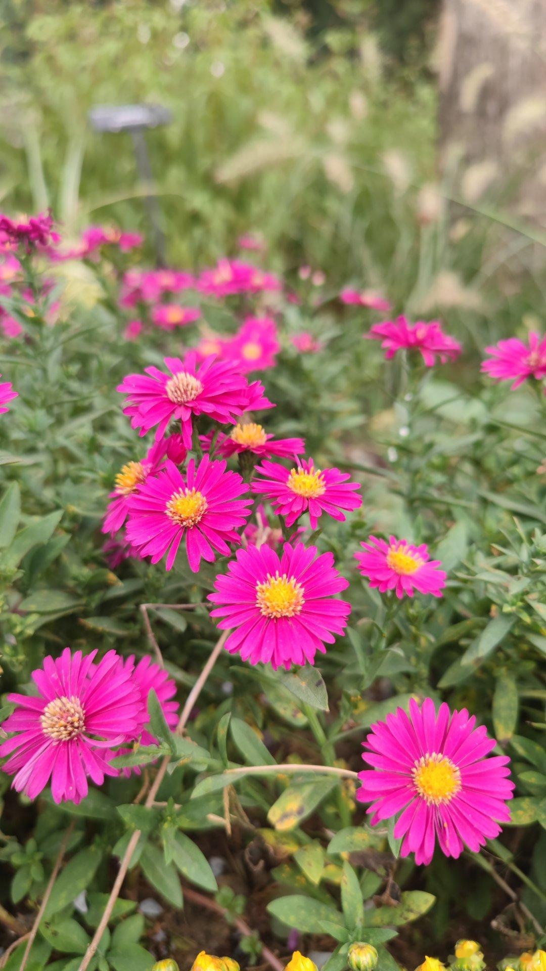 中山公园秋色随手拍 摄影北京秋景如画 ​​​