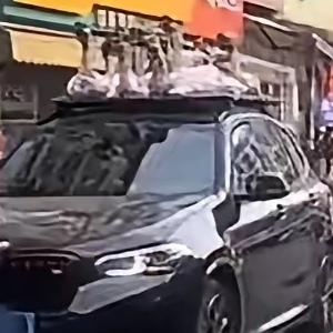 2月25日，广西玉林张先生返程的视频火了！一辆宝马车顶行李架上，17只大鹅、2只