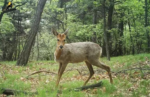 那年我十四，第一次打猎就打到一只狍子。我爸我爷爷都是打猎的，从小就带着我上山，家