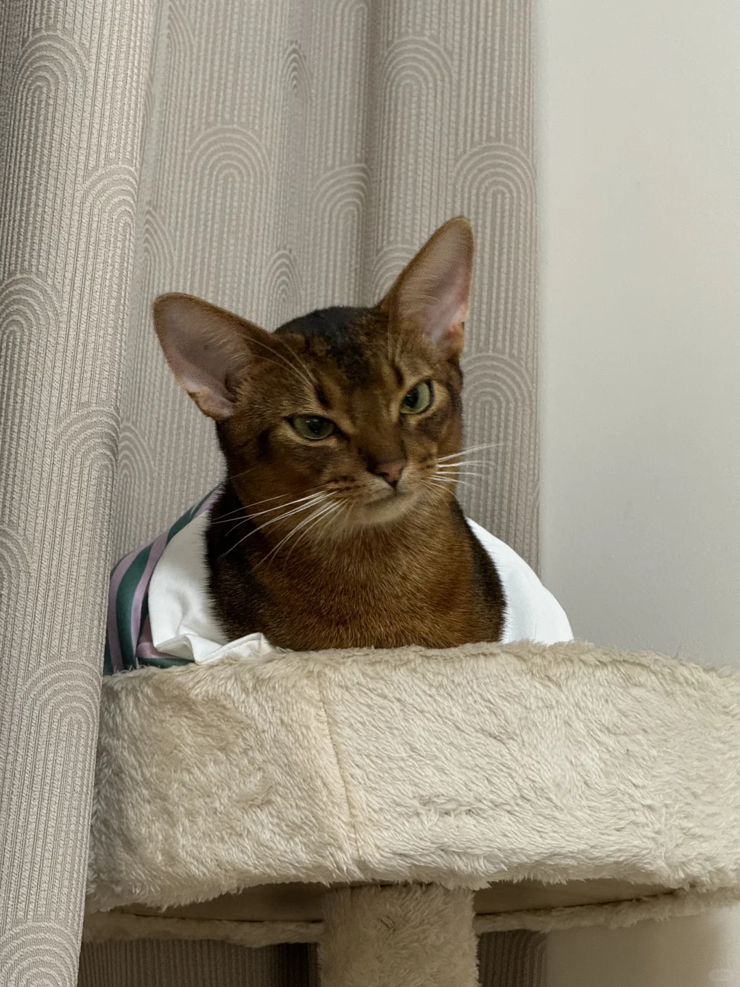 还没给猫买过这些主食冻干的！可以囤起来啦！