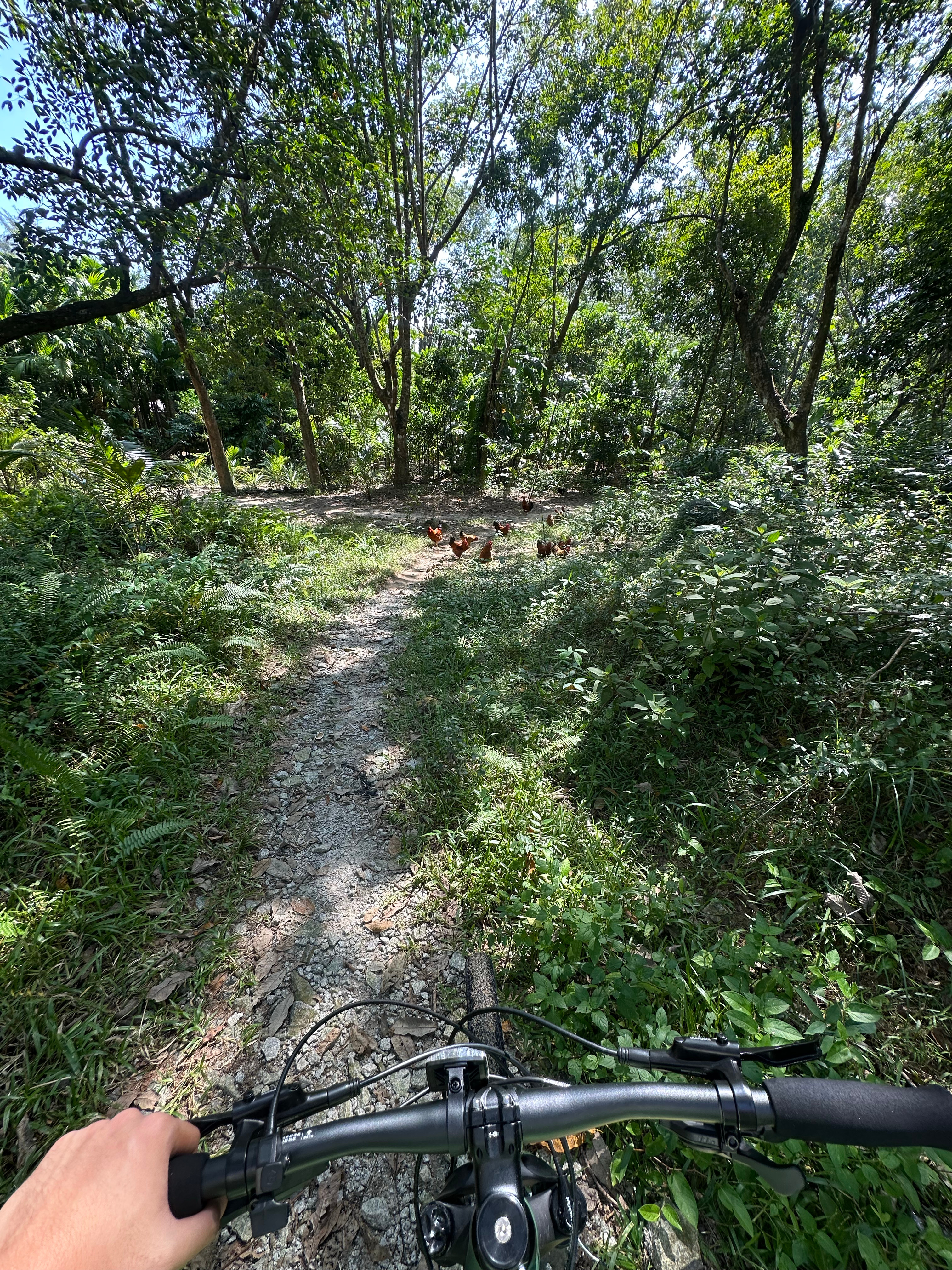 骑着山地 探索未知的地方满山的溜达鸡  ​​​