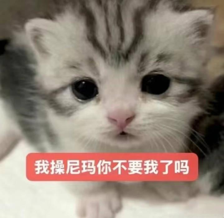 5976【求】求类似图片很可爱配文很狂野的表情包春日放个疯 ​​​