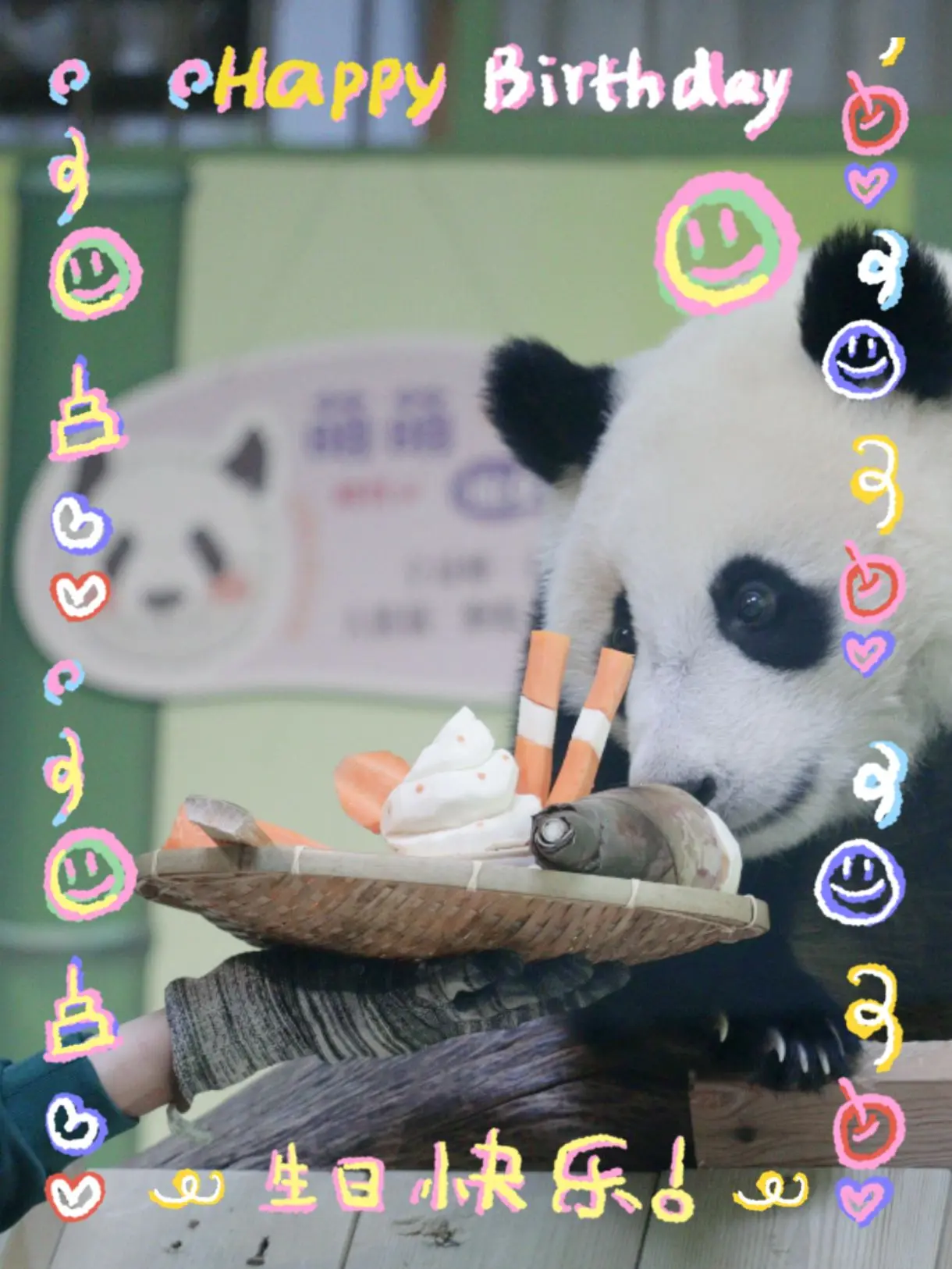 妹猪仔生日快乐🎂快高长大，平安健康大熊猫妹猪生日快乐