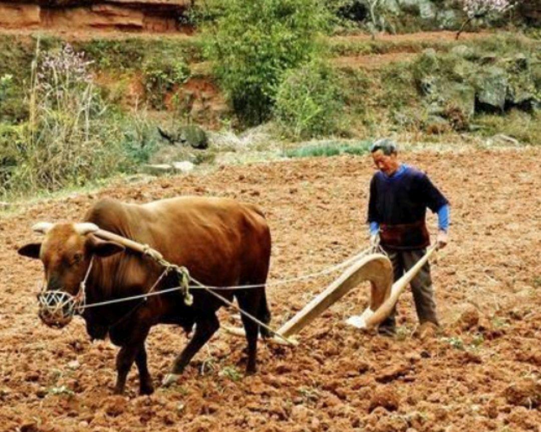 如果分田单干，南街村绝无可能实现共同富裕

1981年，南街村曾短暂跟随全国形势