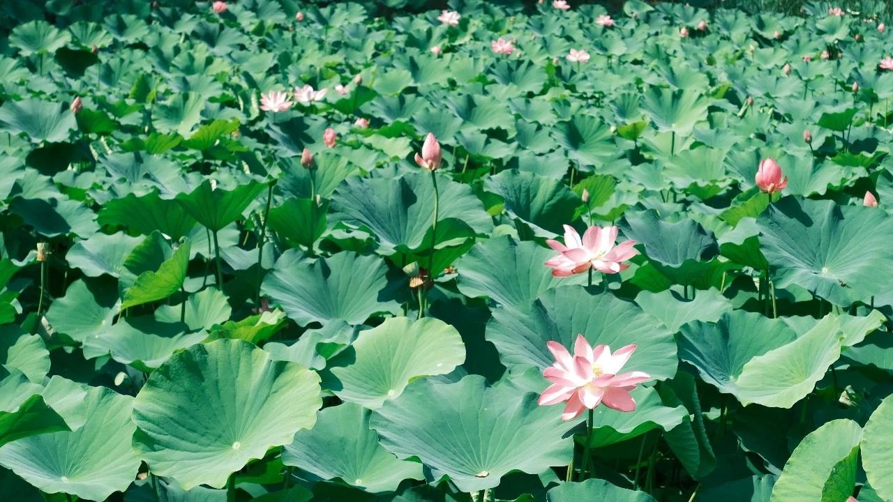 【石家庄多家公园开启“赏荷”模式】石家庄多家公园内的荷花迎来盛放期，一池池清荷舒