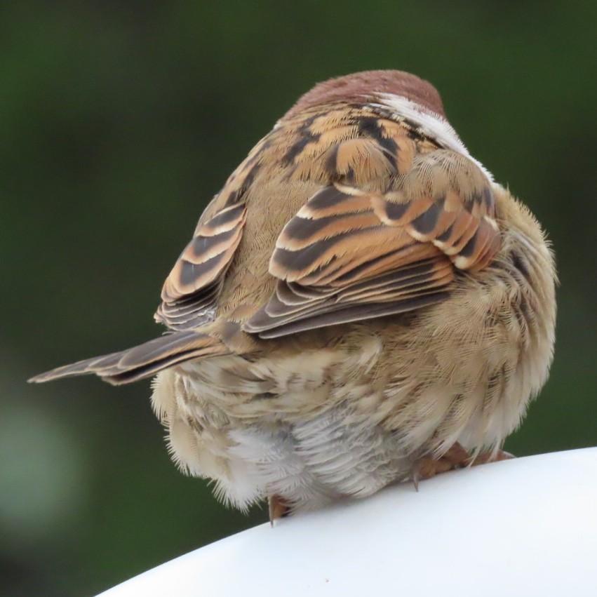 麻雀 麻雀PP是好文明【推：easteaglechun3】 