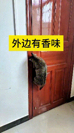 乖乖嘞！俺家这狸花鼻子也太灵了，一闻见厨房炖肉香喷喷嘞，立马坐不住。
使劲往门上