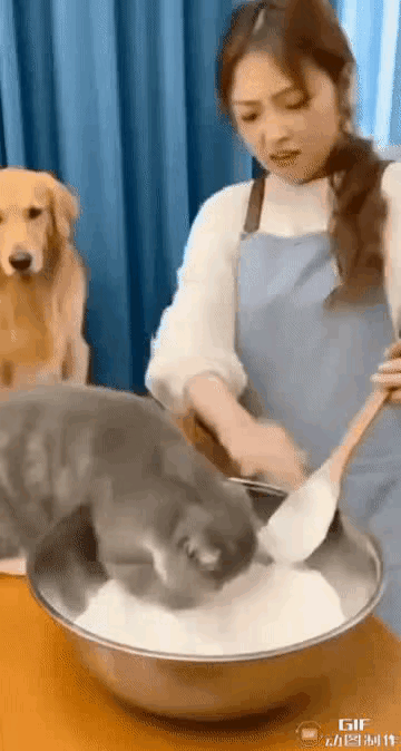 这猫咪的脾气也忒大了！一言不合就撒泼！瞅瞅，一盆面粉就这么打翻了！你说，这猫咪还