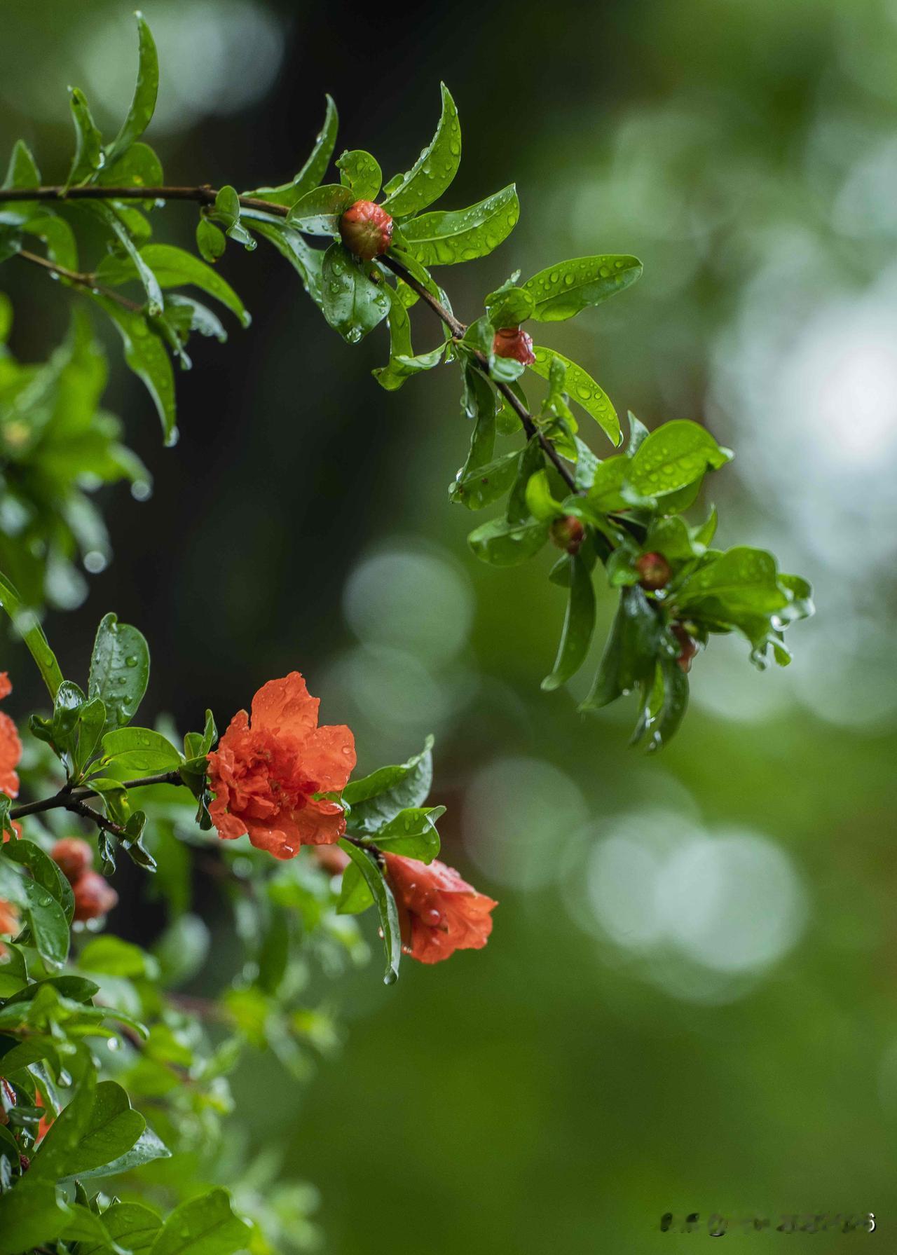 我的初夏｜夏浓风软  榴花灼灼赴清欢

雨后小区随处可见榴花盛放，翠色层层叠叠，