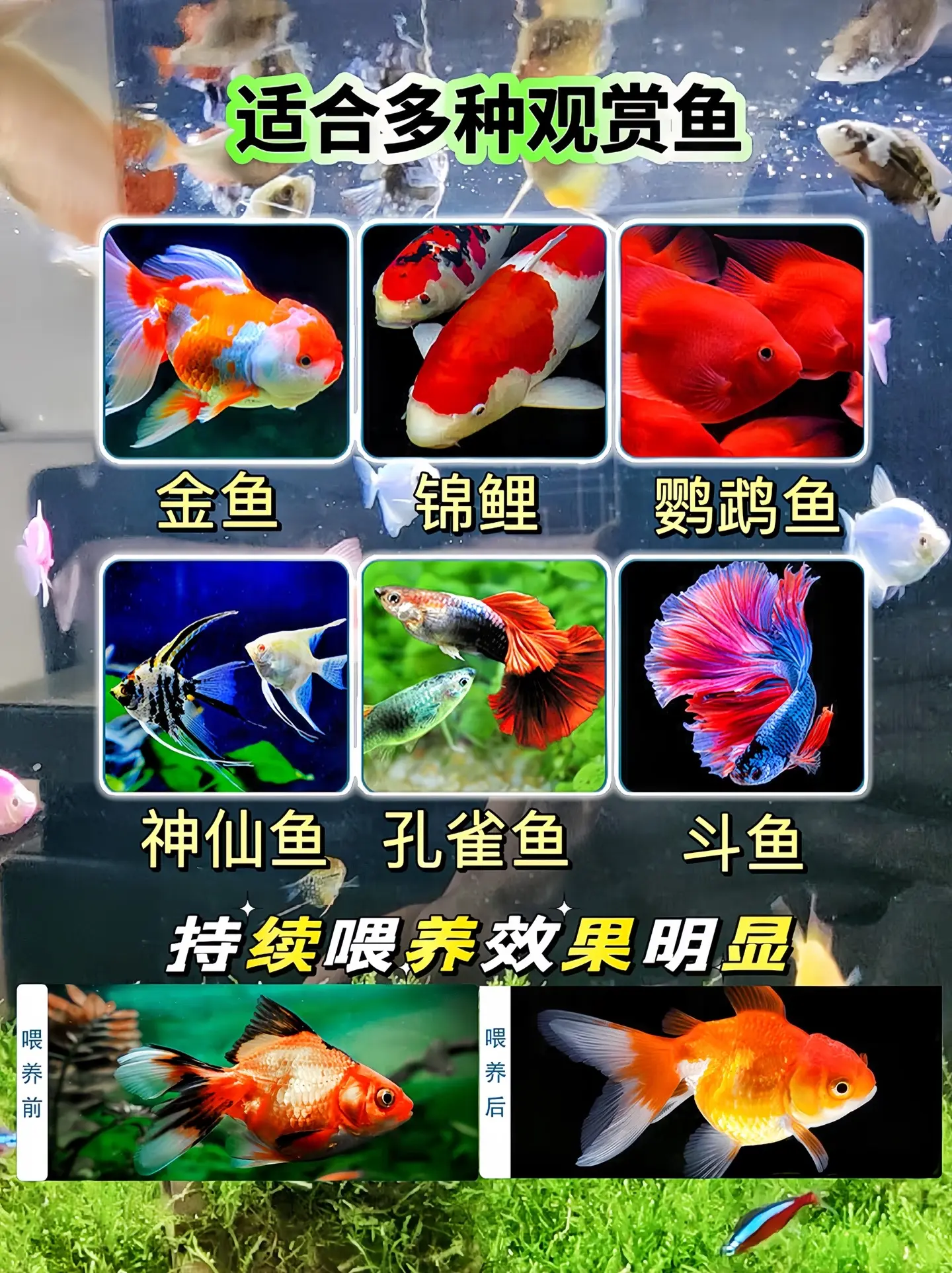快给鱼儿试试这款缓沉型鱼粮吧，优质高蛋白三效合一，营养均衡