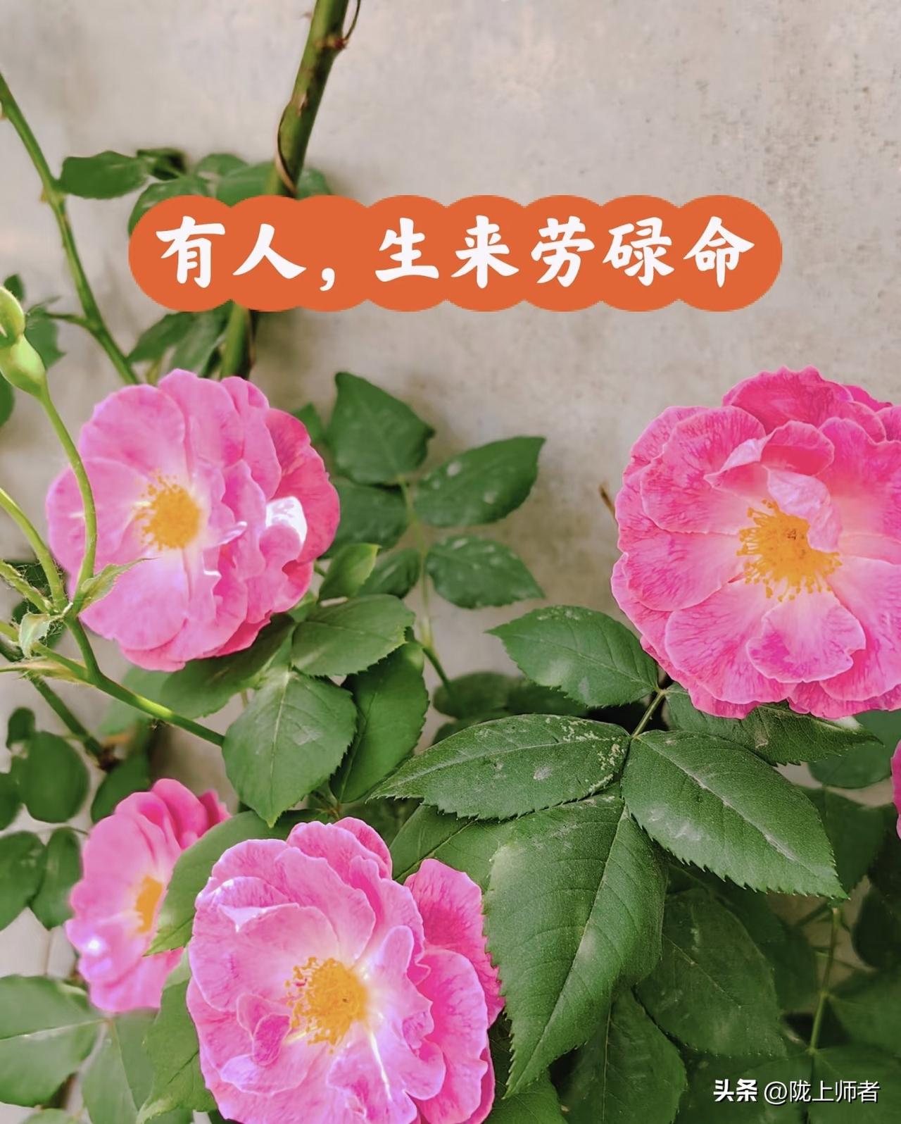 太喜欢这两句话了，戳中了好多人。
半生奔忙，只为碎银几两。
一世劳碌，全是柴米油