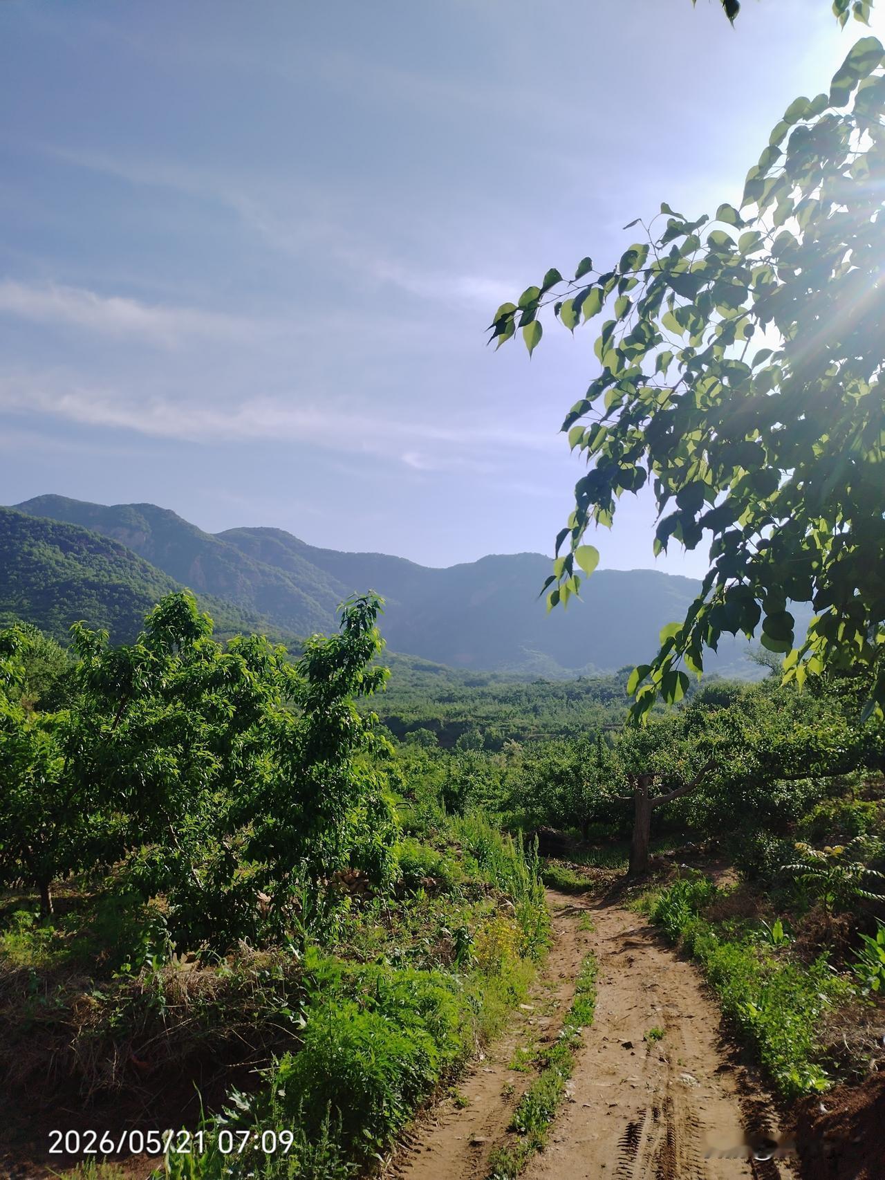 山上路不好走，但是步行确实锻炼身体，每次走到山上都会出汗，然后太阳晒得暖暖的，很