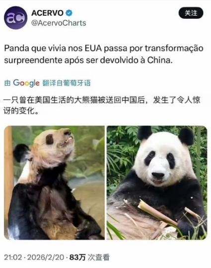 外媒惊叹：一只曾在美国生活的大熊猫被送回中国后，发生了令人惊讶的变化。
 
外媒