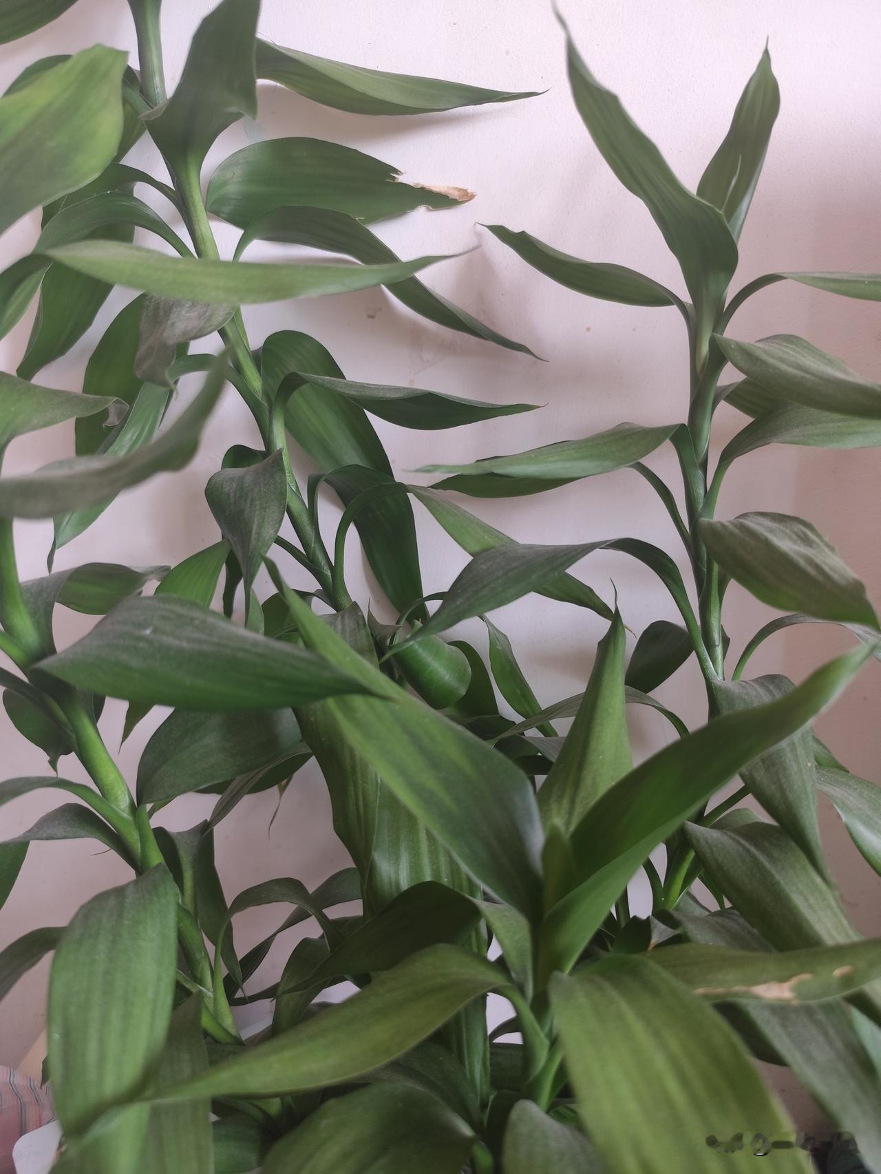 生活中随手拍绿色植物，真的能捕捉到好多美好。观音竹，叶片绿得发亮，在阳光的映照下