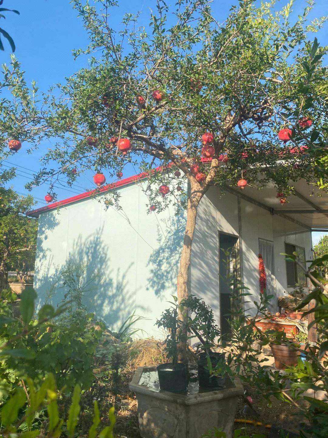 #秋日生活打卡记# 
秋天是被宇宙咬碎的黄昏，而石榴是散落人间的浪漫，约你一起品