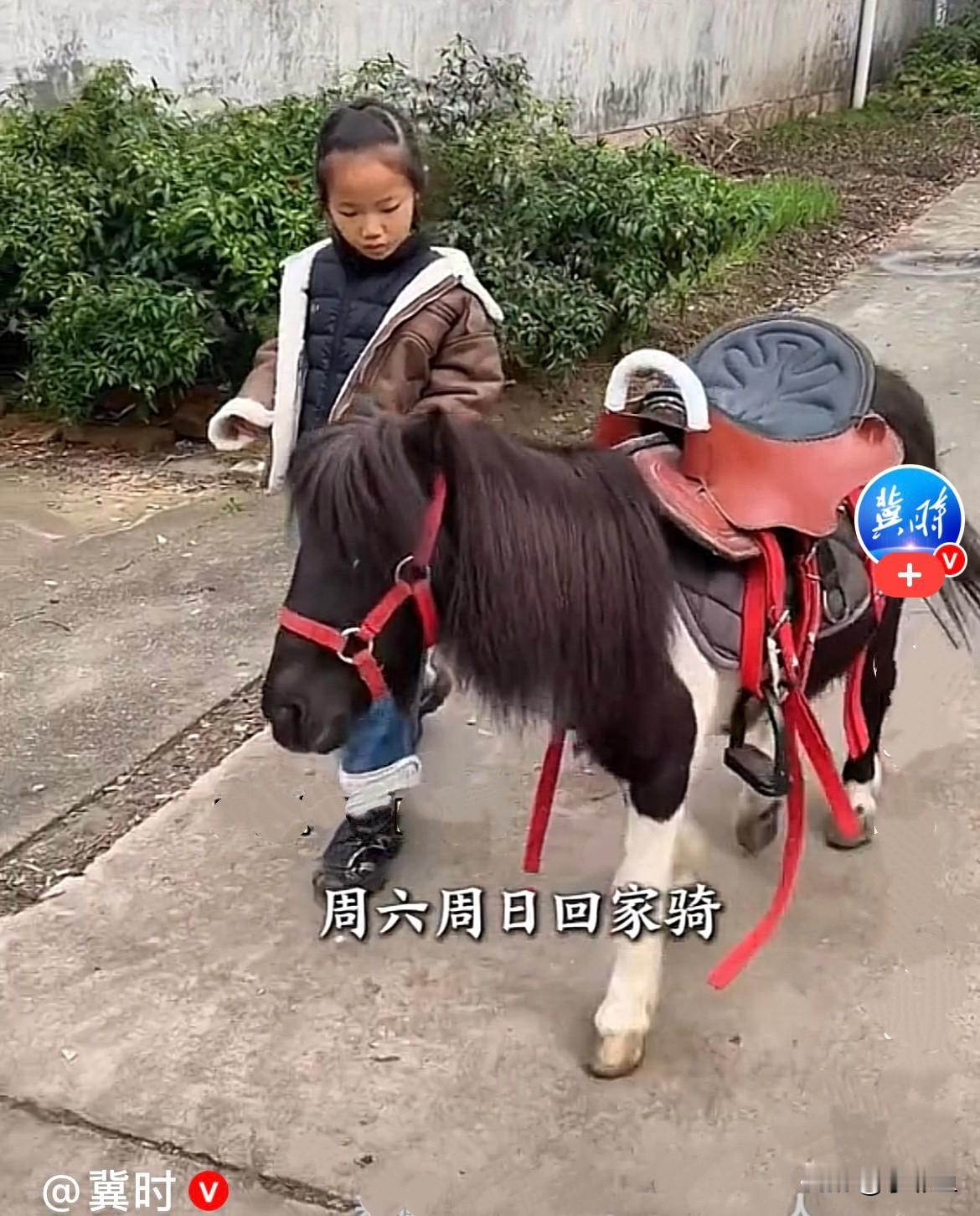 太好玩了[比心]
外孙女一家去姥姥家，一开门就惊讶的看到一匹小矮马，太可爱了，有