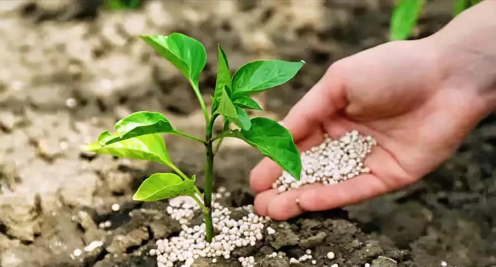 要根据辣椒生长阶段追肥，幼苗期少追肥。