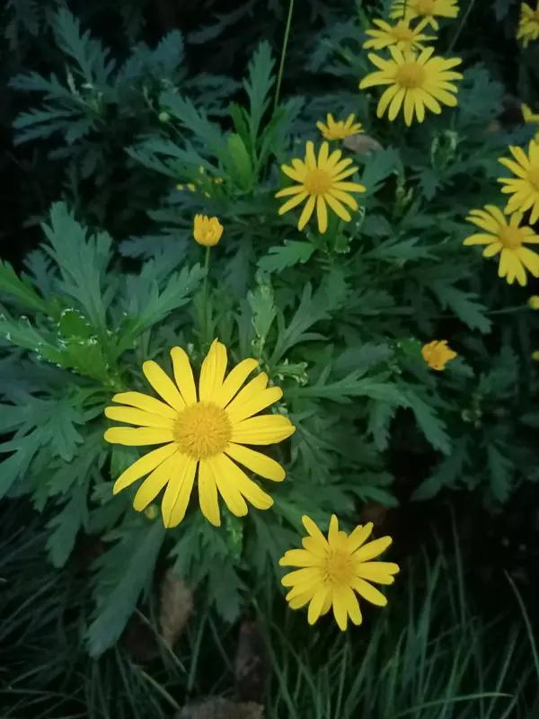 “宁愿枝头抱香死，不随黄叶舞秋风”这诗句太有力量了！它出自南宋郑思肖的《寒菊》。