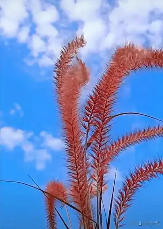 #上联：山坡芳草绿，诚邀下联？#蓝天白云飞