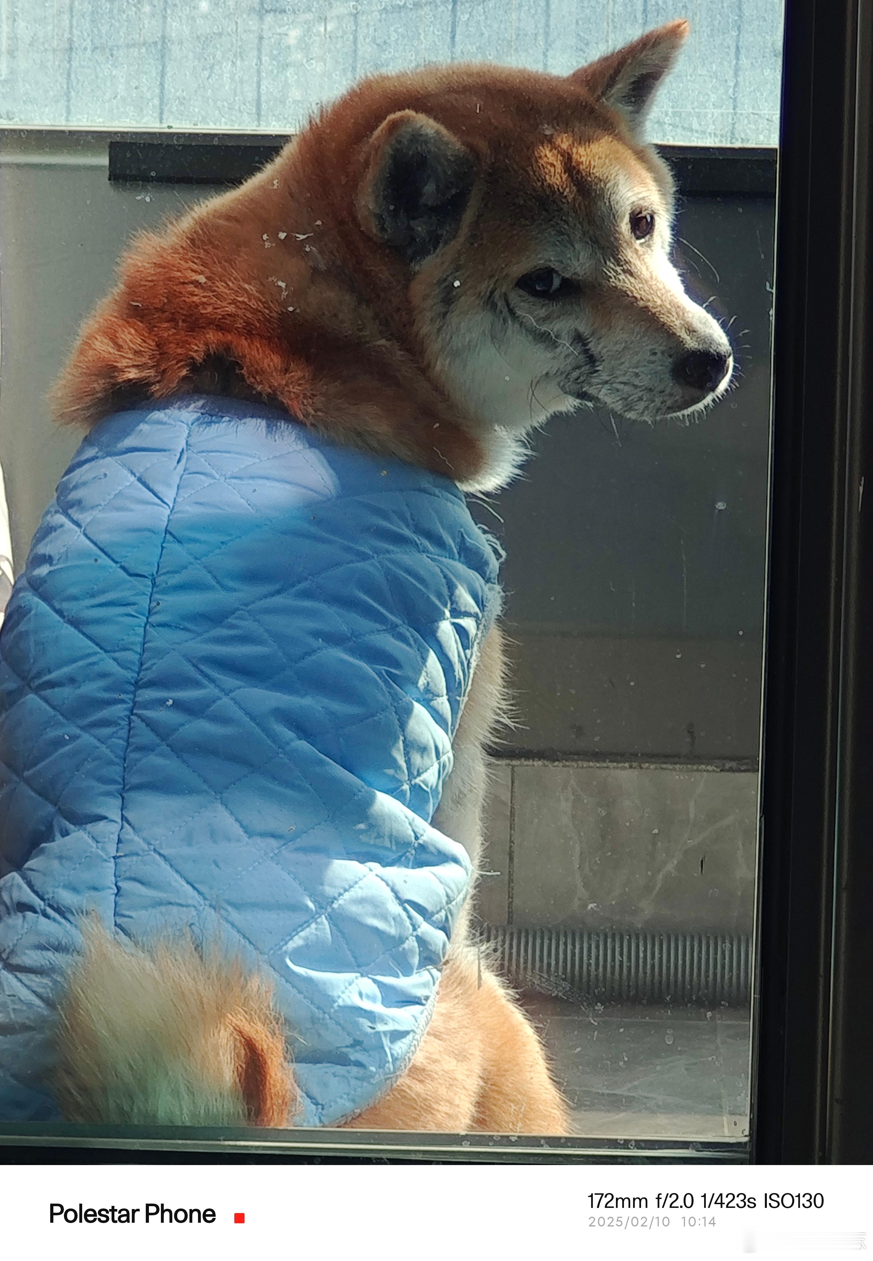 宠物  柴犬[超话] 老人家每天的晒太阳时间 