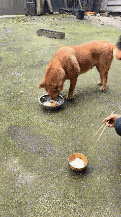 谁能料到自家养了十年的老狗，藏着这么细腻的小心思！
       家里大黄最近感